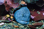 Wolf Eel (Sub Adult)