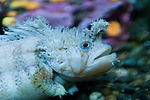 Decorated Warbonnet