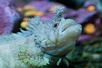 Decorated Warbonnet