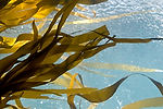 Seattle Aquarium