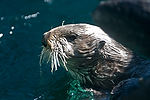 Sea Otter