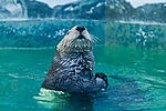 Sea Otter