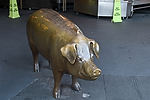 Rachel the Pig at Pike Place Market