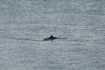Orca Whale