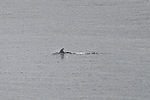 Orca Whale