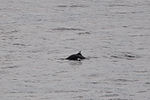 Orca Whale