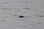Orca Whale