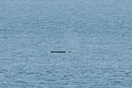 Humpback Whale