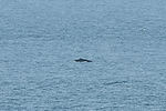 Humpback Whale
