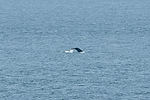 Humpback Whale
