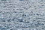 Orca Whales