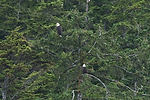 Bald Eagles
