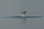 Humpback Whales