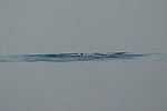 Humpback Whales