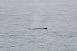 Humpback Whale