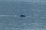 Humpback Whale