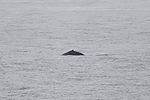 Humpback Whale