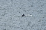 Humpback Whale