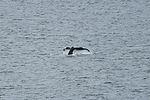 Humpback Whale