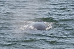 Humpback Whale