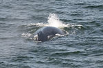 Humpback Whale