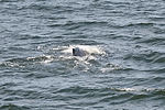 Humpback Whale