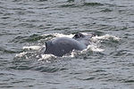 Humpback Whale