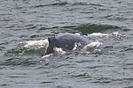 Humpback Whale