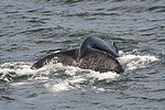 Humpback Whale