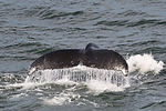 Humpback Whale