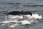 Humpback Whale