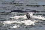 Humpback Whale