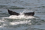 Humpback Whale
