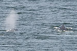 Humpback Whales