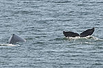 Humpback Whales