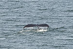 Humpback Whale