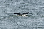 Humpback Whale