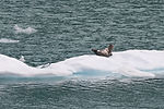 Seal