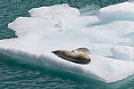 Seals