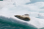 Seals