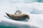 Seals