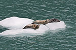 Seals