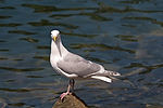 Glaucous-Winged Gull
