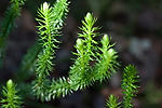 Club Moss