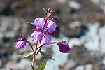 Lupine