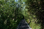 Trail to Mendenhall Glacier