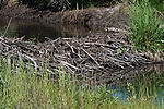 Beaver Dam
