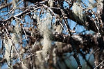 Old Man's Beard (Lichen)