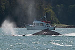 Humpback Whale Watching