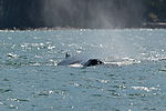 Humpback Whale Watching